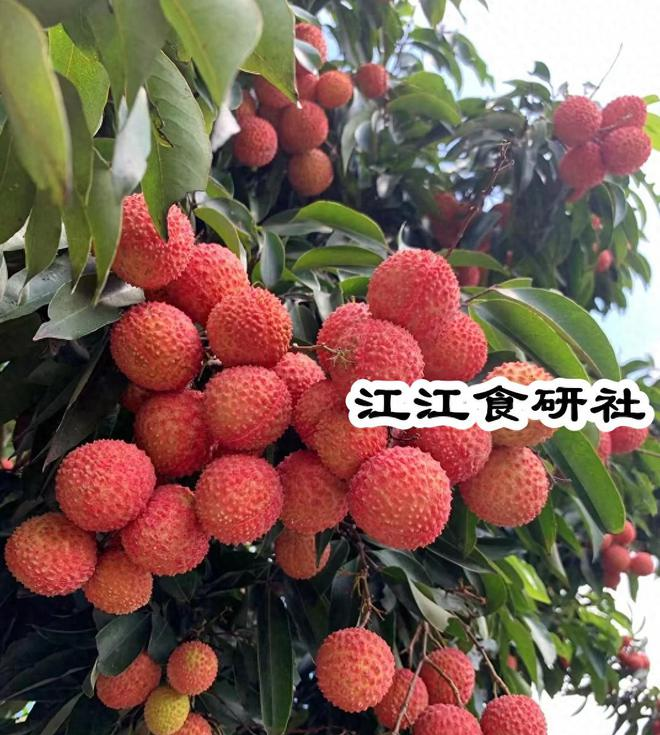 6月，这个“纯阳之果	”，吃对了补阳气、健脾还养心	，一觉到天亮_6月，这个“纯阳之果”，吃对了补阳气、健脾还养心	，一觉到天亮_